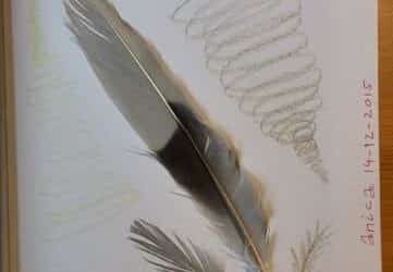 Crea