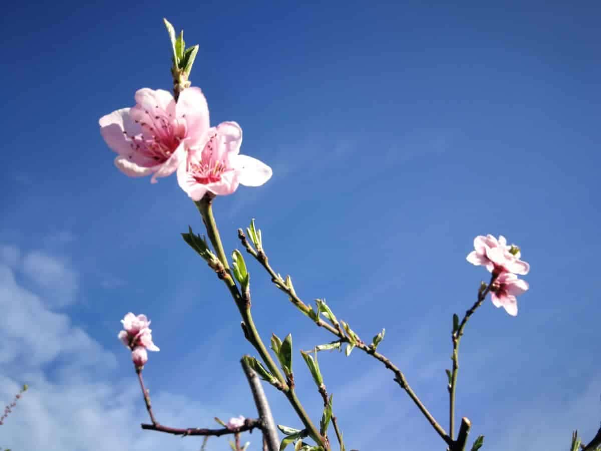 primavera emoción
