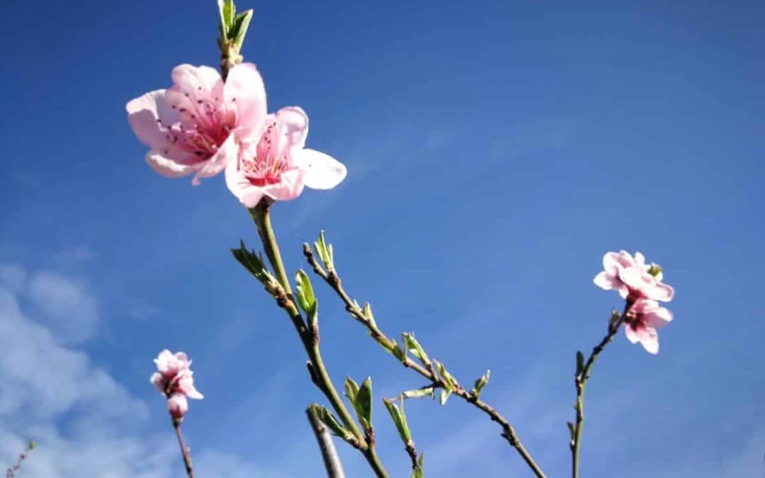 primavera emoción